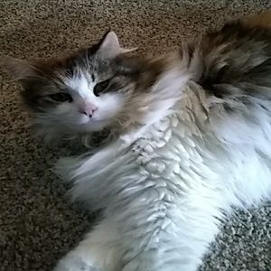 Gato... not for sale!